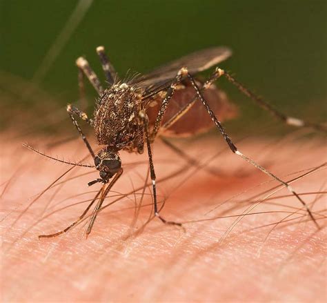 Världens farligaste mygga